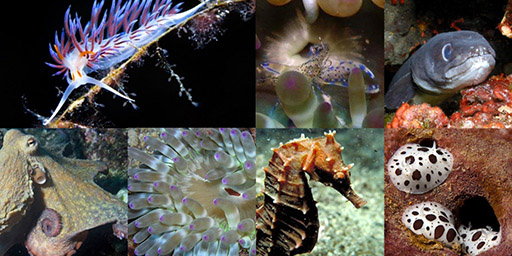 Búvárkodj a biológiában! 2021